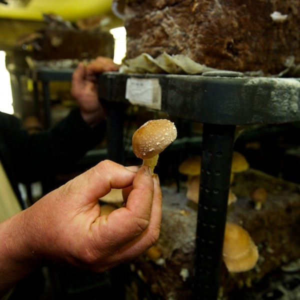 Kapelhof: van schimmel tot oesterzwam