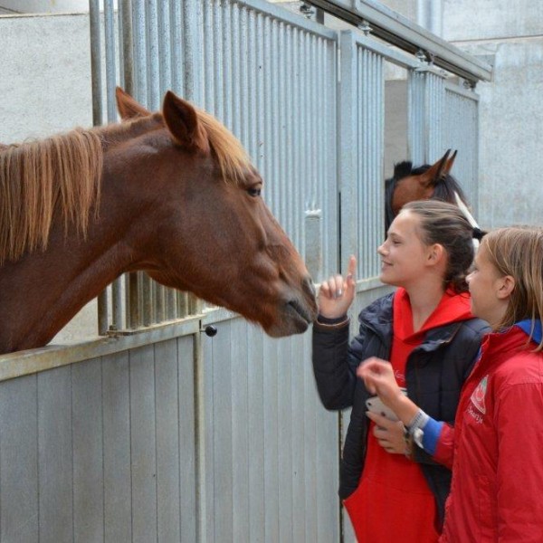 Kennismaking met paarden in Ruiterschool Rodeberg