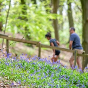 Boshyacintenfestival