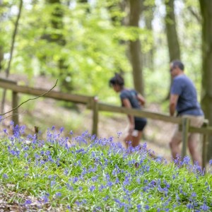 Boshyacintenfestival