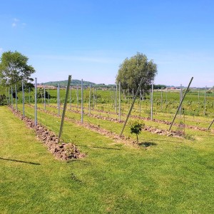 Wijndomein Petit Bois