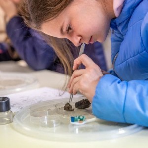 Braakballen uitgepluisd