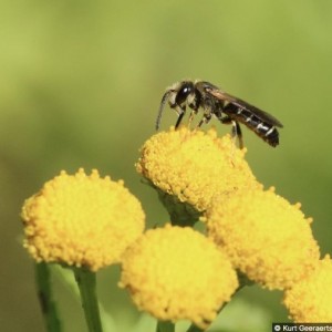 WildeBijenKemmelberg