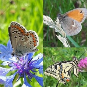 Vlinderwandeling