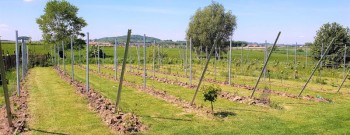 Wijndomein Petit Bois