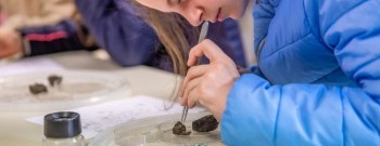 Braakballen uitgepluisd