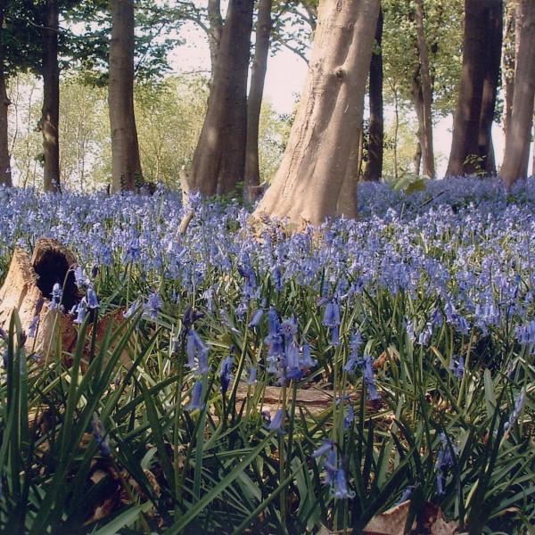 hyacinten-auteur onbekend-2004