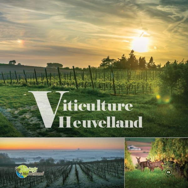 Viticulture Heuvelland