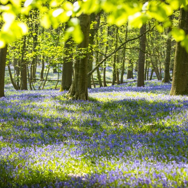 Heuvelland_Kemmelberg_bloemen_hyacinten_boshyacinten kemmelberg-©ThierryCaignie (6)_2020