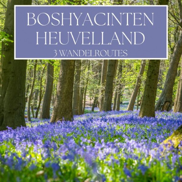 Boshyacinten_Heuvelland_Wandelroutes