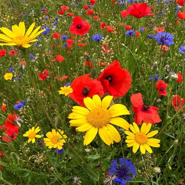 zoetemoendje-heuvelland-2