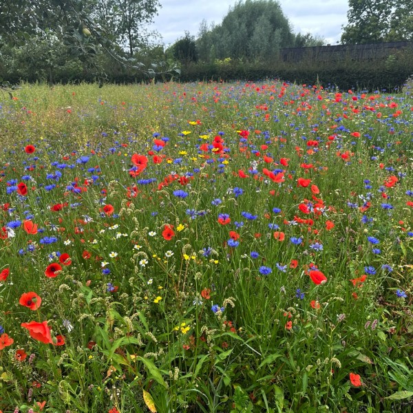 zoetemoendje-heuvelland-3