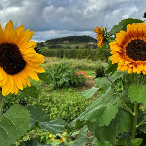 zoetemoendje-heuvelland-4