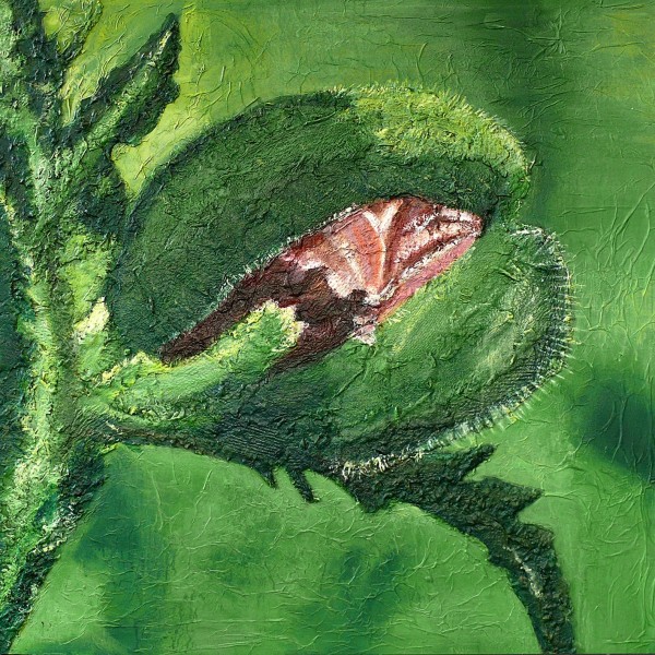 klaproos in de knop - 90x90cm