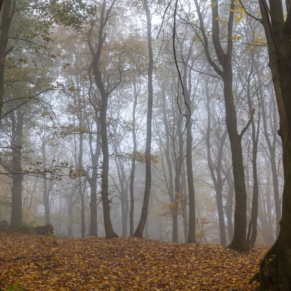 Kemmelberg - herfst_bomen3_@Thierry Caignie