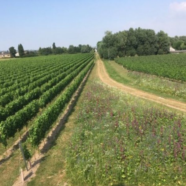 Wijndomein Clarebout