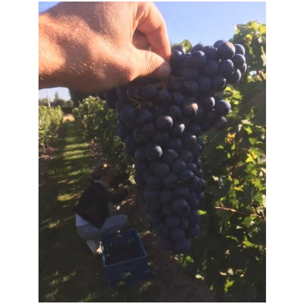 Wijndomein Clarebout