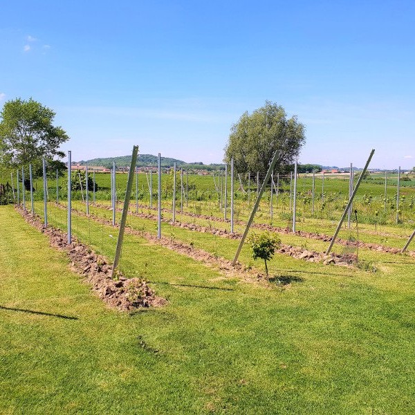 Wijndomein Petit Bois