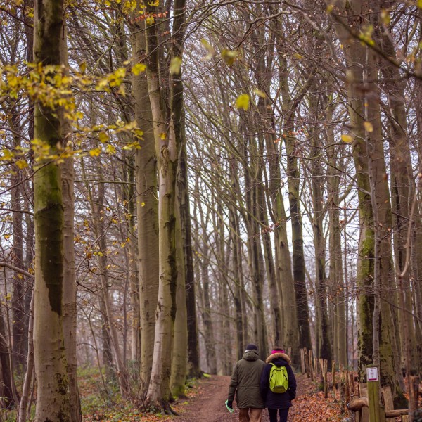Heuvelland_groep_wandelen_wandelaars_bos_bomen_winter_december_@ThierryCaignie2020 (1)