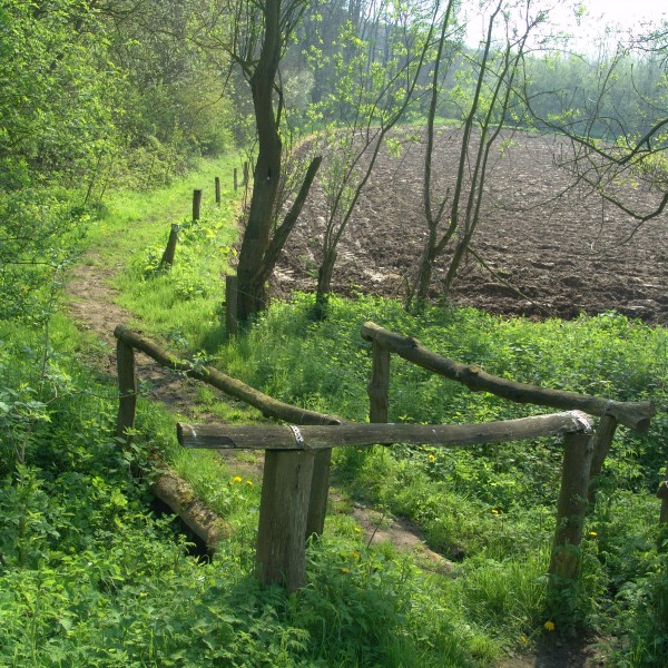 MAART 2026 Heuvelland_zomer_wandelen_Hellegatbos_Rodeberg_wandelpad Hellegatbos(ddk)-DeKievithDaniel-2007 (2)