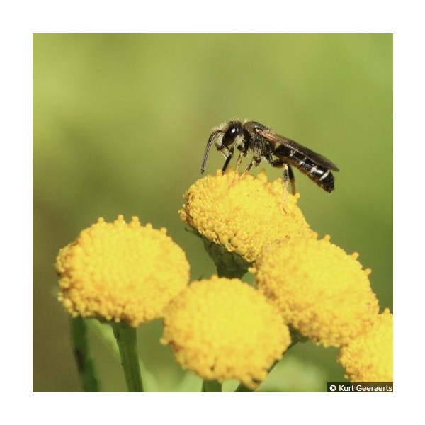 WildeBijenKemmelberg