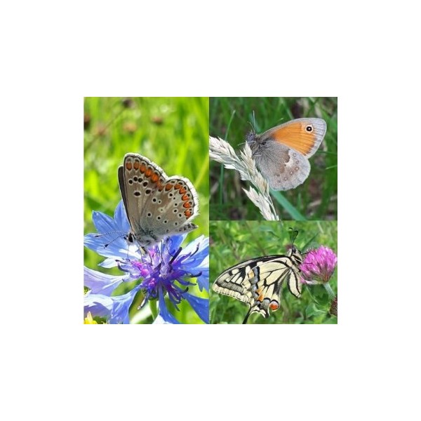 Vlinderwandeling