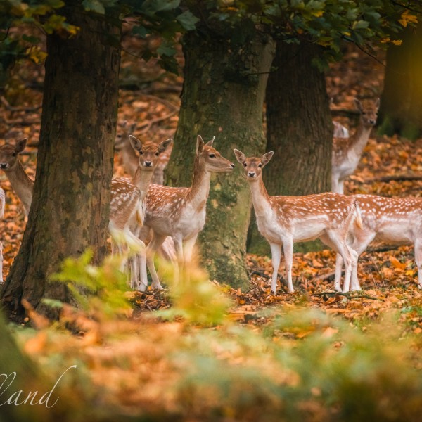 Heuvelland_Kemmelberg_ree_dieren_herfst_bos_herfstkleuren_@ThierryCaignie2020 (1)