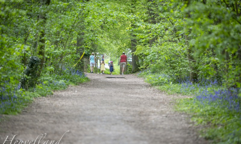 Toerisme Heuvelland_wandelaars Kemmelberg_Hyacinten (2)