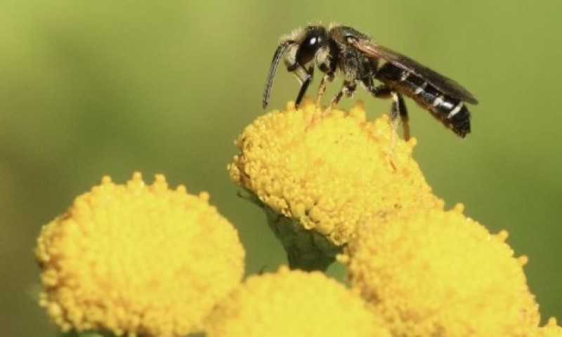 WildeBijenKemmelberg